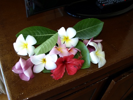 Orchideen &uuml;berall