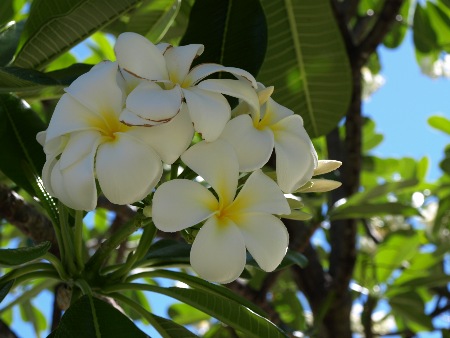 Wunderbare Pflanzenwelt in der S&uuml;dsee. 